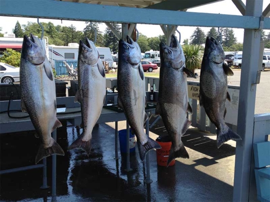 Buoy-10-Fishing-Guide-Columbia-River-Oregon-Tillamook