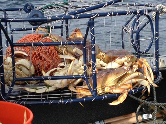 Crab-Limits-Astoria-Fishing-Guide-Oregon-Coast